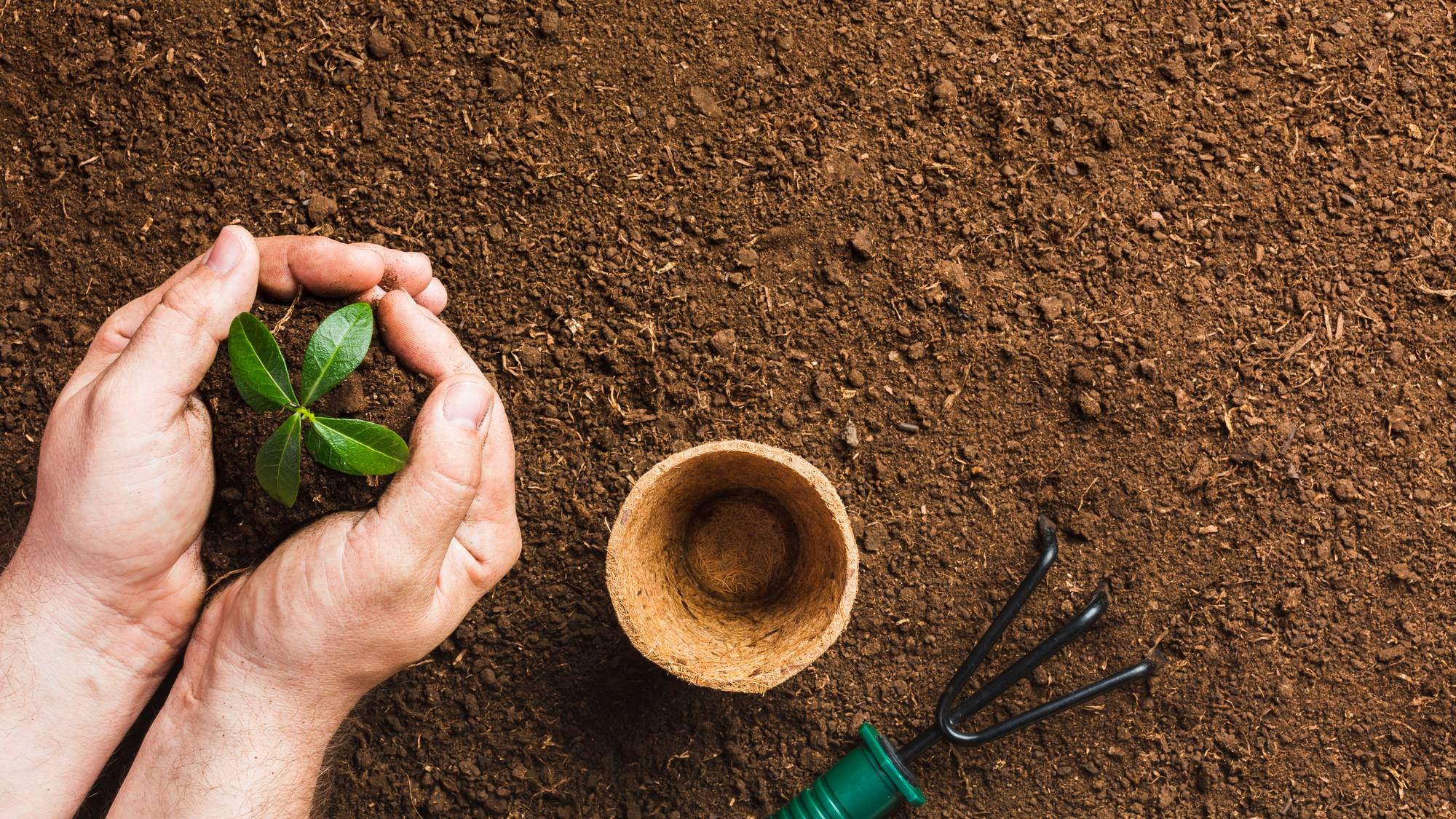 Soil Health 101: Why Your Garden Problems Start Below the Surface